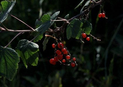 Ribes spicatum E.Robson attēls