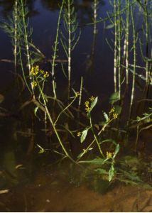 Rorippa amphibia (L.) Besser attēls