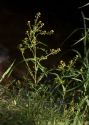 Rorippa palustris (L.) Besser attēls