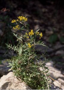 Rorippa sylvestris (L.) Besser attēls