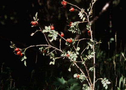 Rosa canina L. attēls