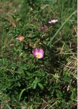 rudā roze attēls