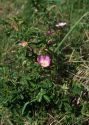 rudā roze attēls
