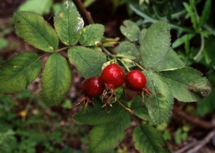 Rosa pomifera Herrm. attēls