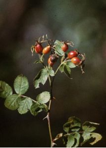 Rosa rubiginosa L. attēls