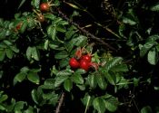 Rosa rugosa Thunb. attēls