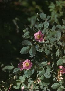 Rosa sherardii Davies attēls