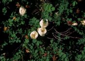 Rosa spinosissima L. attēls