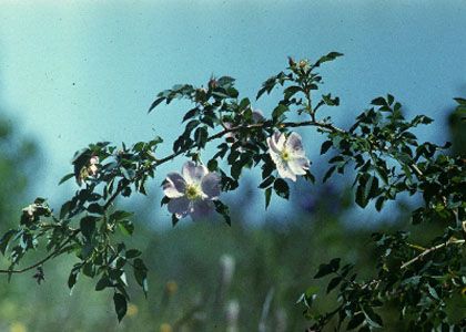 Rosa vosagiaca N.H.F.Desp. attēls