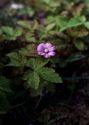 Rubus arcticus L. attēls