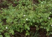 Rubus caesius L. attēls