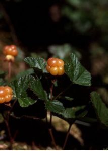 Rubus chamaemorus L. attēls