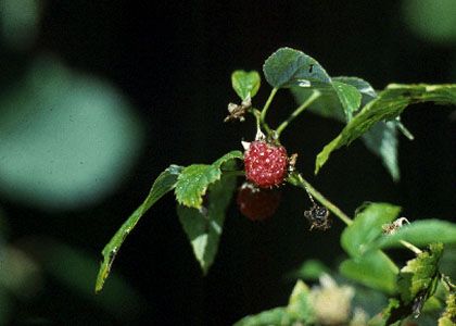Rubus idaeus L. attēls