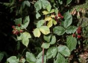 Rubus nessensis Hall attēls