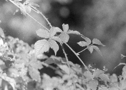 Rubus plicatus Weihe et Nees attēls