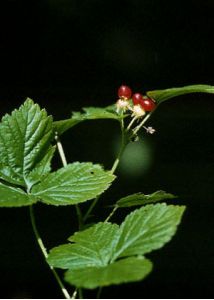 Rubus saxatilis L. attēls