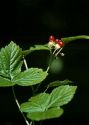 Rubus saxatilis L. attēls