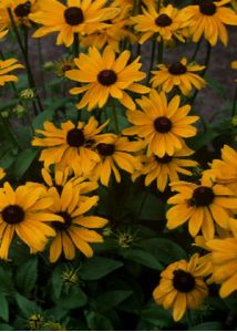 Rudbeckia hirta L. attēls