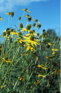 Rudbeckia laciniata L. attēls