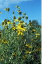 Rudbeckia laciniata L. attēls