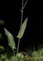 Rumex acetosa L. attēls