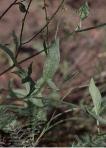 Rumex acetosella L. attēls