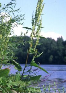 Rumex aquaticus L. attēls