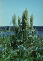 Rumex confertus Willd. attēls