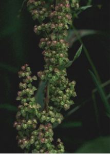 Rumex crispus L. attēls