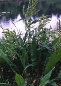 Rumex hydrolapathum Huds. attēls