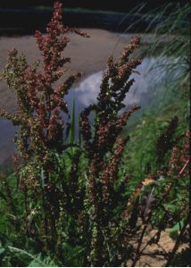 Rumex longifolius DC. attēls