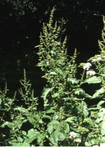 Rumex obtusifolius L. attēls