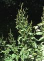 Rumex obtusifolius L. attēls