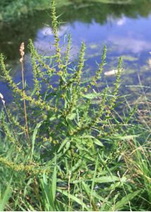 Rumex palustris Sm. attēls