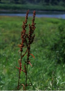 Rumex pseudonatronatus (Borbás) Borbás ex Murb. attēls