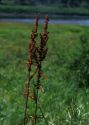 Rumex pseudonatronatus (Borbás) Borbás ex Murb. attēls