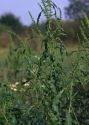 Rumex stenophyllus Ledeb. attēls