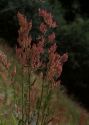 Rumex thyrsiflorus Fingerh. attēls