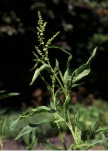 Rumex triangulivalvis (Danser) Rech. f. attēls