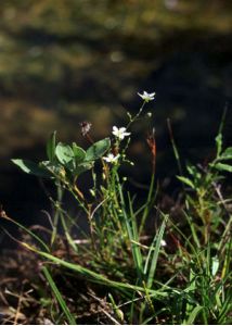 Sagina nodosa (L.) Fenzl attēls