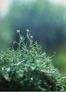 Sagina procumbens L. attēls