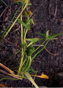 Sagittaria sagittifolia L. attēls