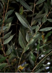 Salix alba L. attēls