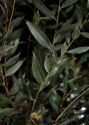 Salix alba L. attēls