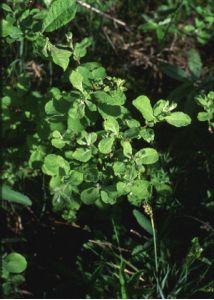 Salix aurita L. attēls