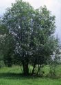 Salix caprea L. attēls