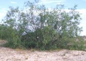 Salix daphnoides Vill. attēls