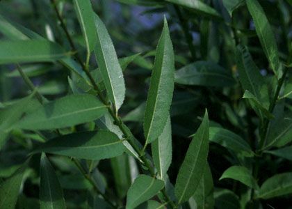 Salix dasyclados Wimm. attēls