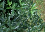 Salix myrsinifolia Salisb. attēls