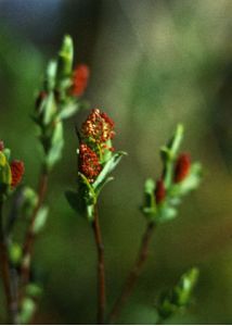 Salix myrtilloides L. attēls